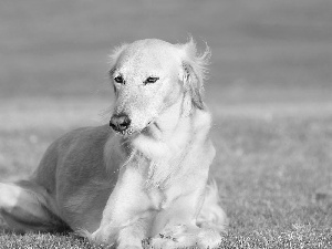 greyhound, persian
