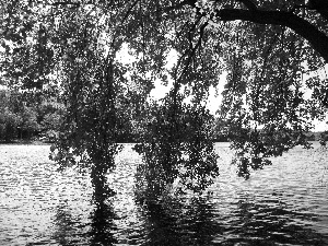 lake, branch pics