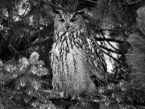 owl, pine, branch pics, Eurasian Eagle-Owl