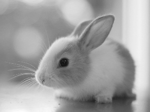 pipsqueak, Bunny, honeyed