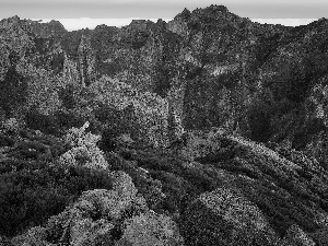 rocks, Plants, madeira, Mountains, Portugal