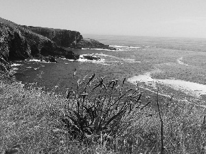 sea, cliff, Plants, Coast