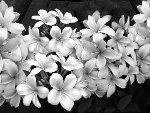 Flowers, Plumeria