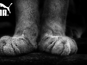 feet, Puma
