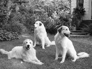 Garden, Three, Pyrenean Mountain Dogs