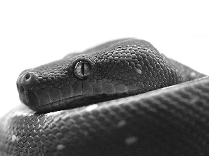 python, Green, Snake