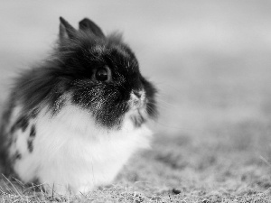 small, Rabbit