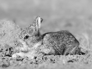 young, Rabbit