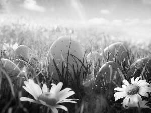 daisies, eggs, Great Rainbows, Easter, grass, Meadow