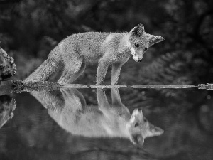 reflection, fox, water
