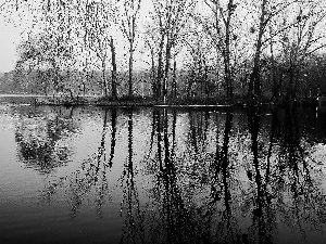 reflection, water, woods, ducks, lake