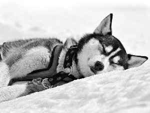 resting, Husky, snow