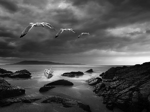 rocks, gulls, Coast