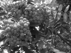 rowan, Mature, Grapes