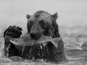 bear, Fishing, salmon, grizli