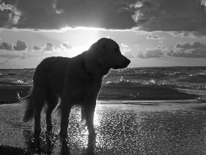 sea, Beaches, west, sun, doggy