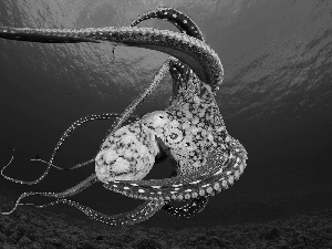 Sea, Octopus, bottom