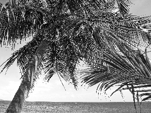 Palm, sea