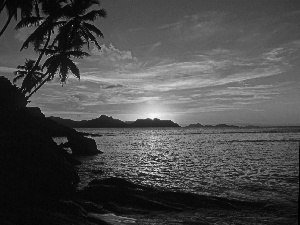 sea, Great Sunsets, Seychelles, Palms