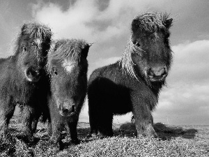Shetland, Three, horses