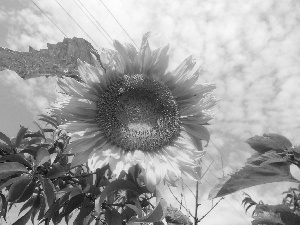 Sky, flower, Sunflower