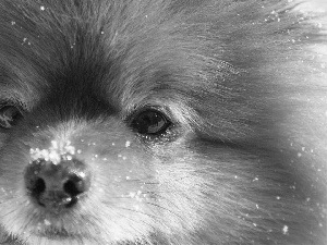 snow, muzzle, doggy
