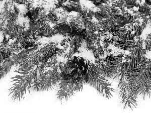 snow, winter, spruce, cones, Twigs