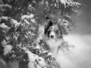 dog, Snowy, Twigs, Border Collie