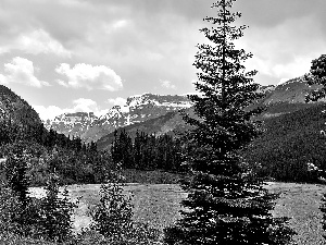 Spruces, lake, Mountains
