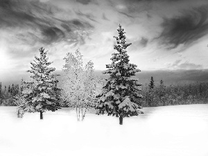 winter, forest, Spruces, snow