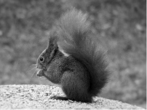 Ginger, Squirrel