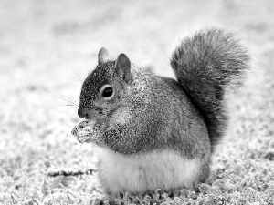 Gray, squirrel