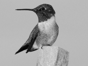 Ruby-throated hummingbird, stake