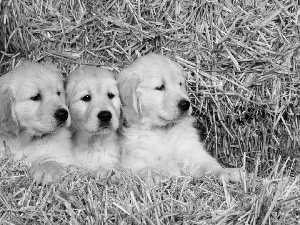 straw, Three, puppies