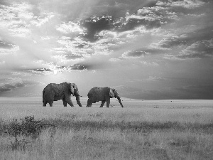 Africa, west, sun, Elephants
