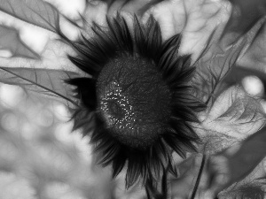 Sunflower decorative, Fractalius