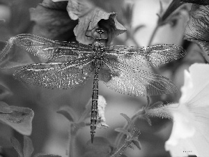 dragon-fly, Flowers, Surfinie