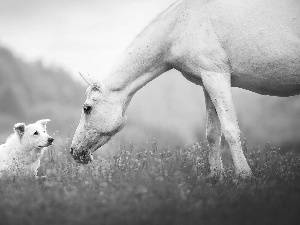 White, dog, White Swiss Shepherd, Horse