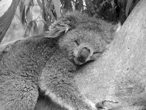 Koala, sleepy, teddy bear