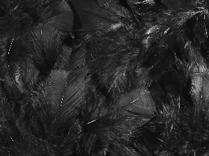 feather, texture