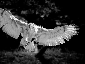 The flying, owl