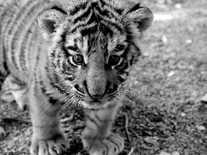 small, tiger