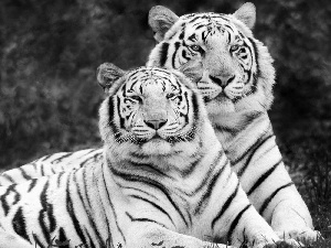 White, tigress