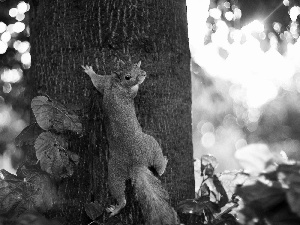 tree, squirrel, an