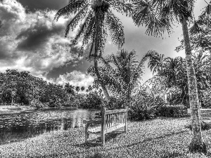 trees, viewes, River, Bench, Palms