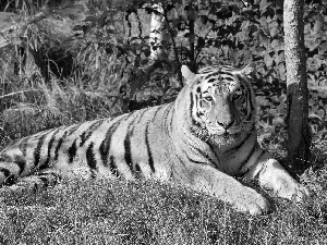 trees, viewes, siberian, grass, tiger