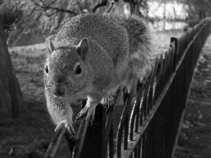 squirrel, Park, trunk, fence