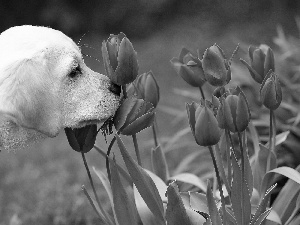 Tulips, dog, Red