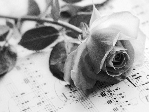 Tunes, Beauty, rose
