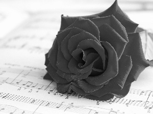 Tunes, Beauty, rose